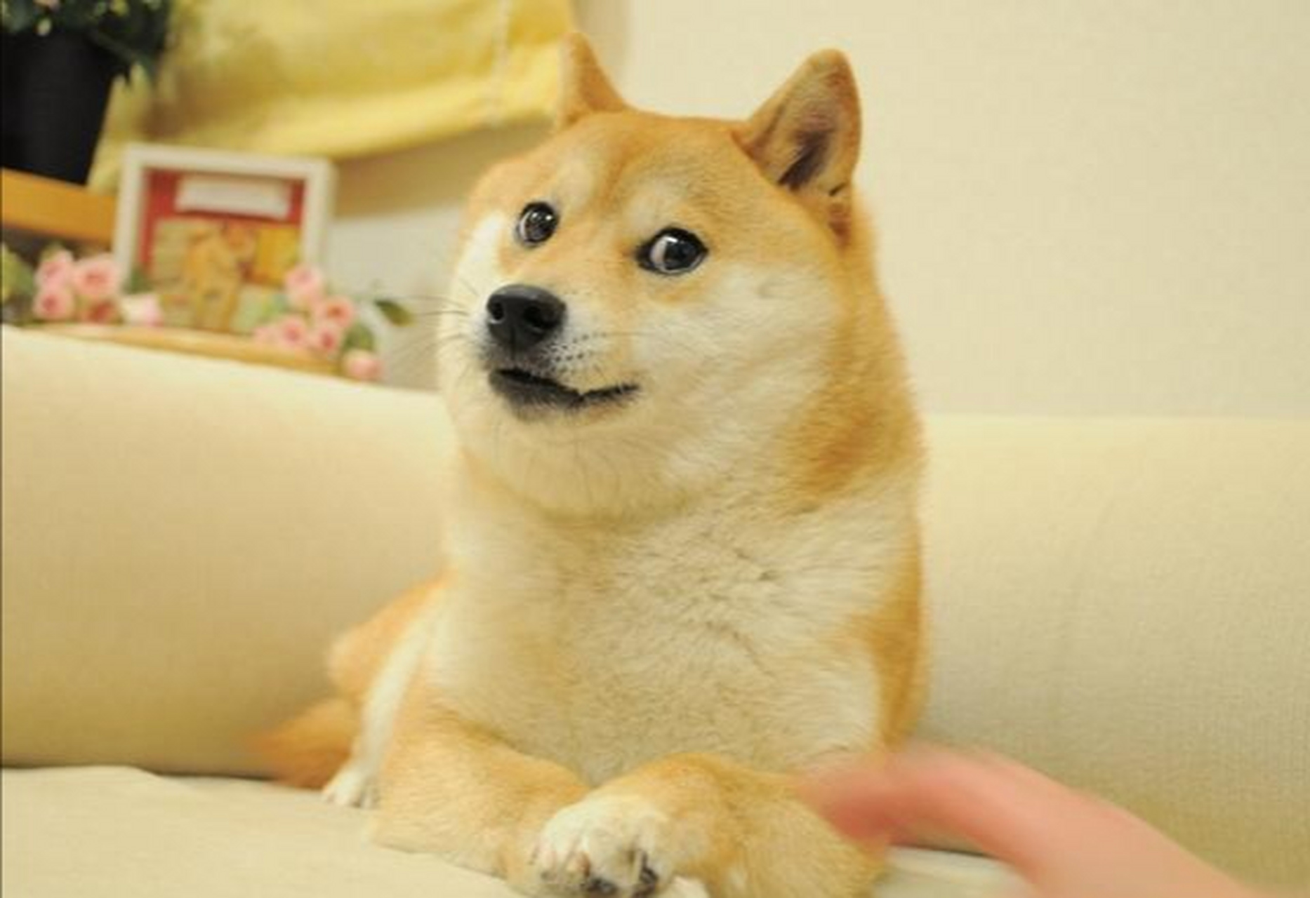 5月24日,网络流行表情包"doge"的原型柴犬卡波苏去世,据悉它活了18年.