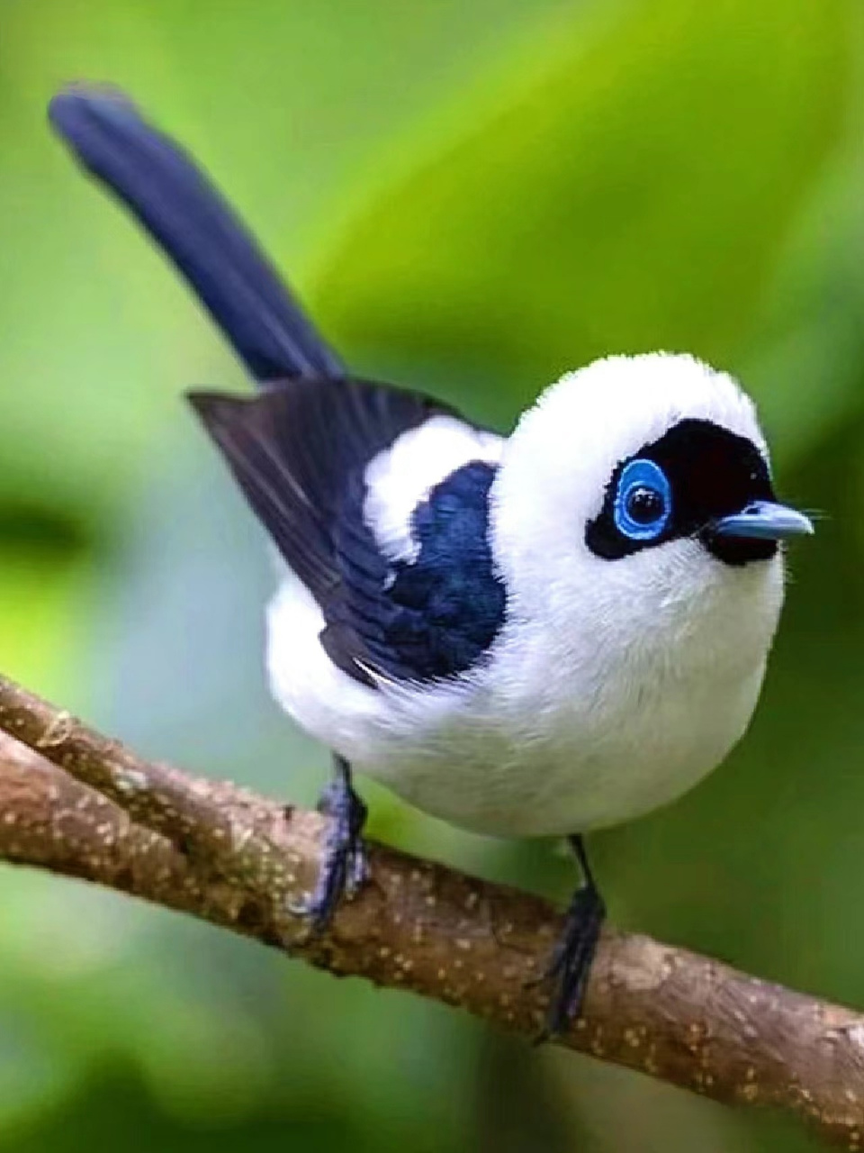 也太可爱了吧?小黑眼圈一配,就像一只小熊猫啊,你觉得像吗?