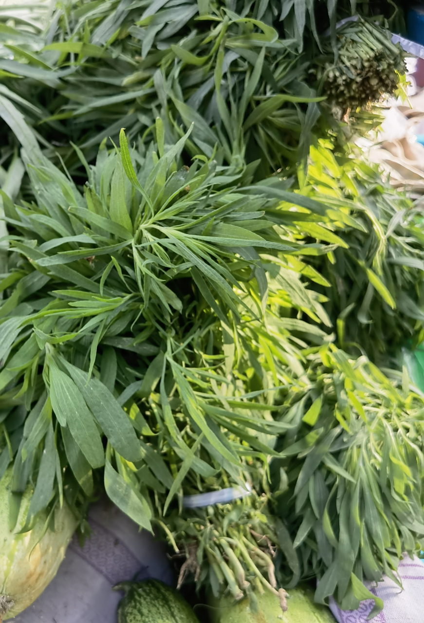 这叫扫帚苗.  这种野菜长大了可以整想拨起用做扫地的扫帚,因此得名.