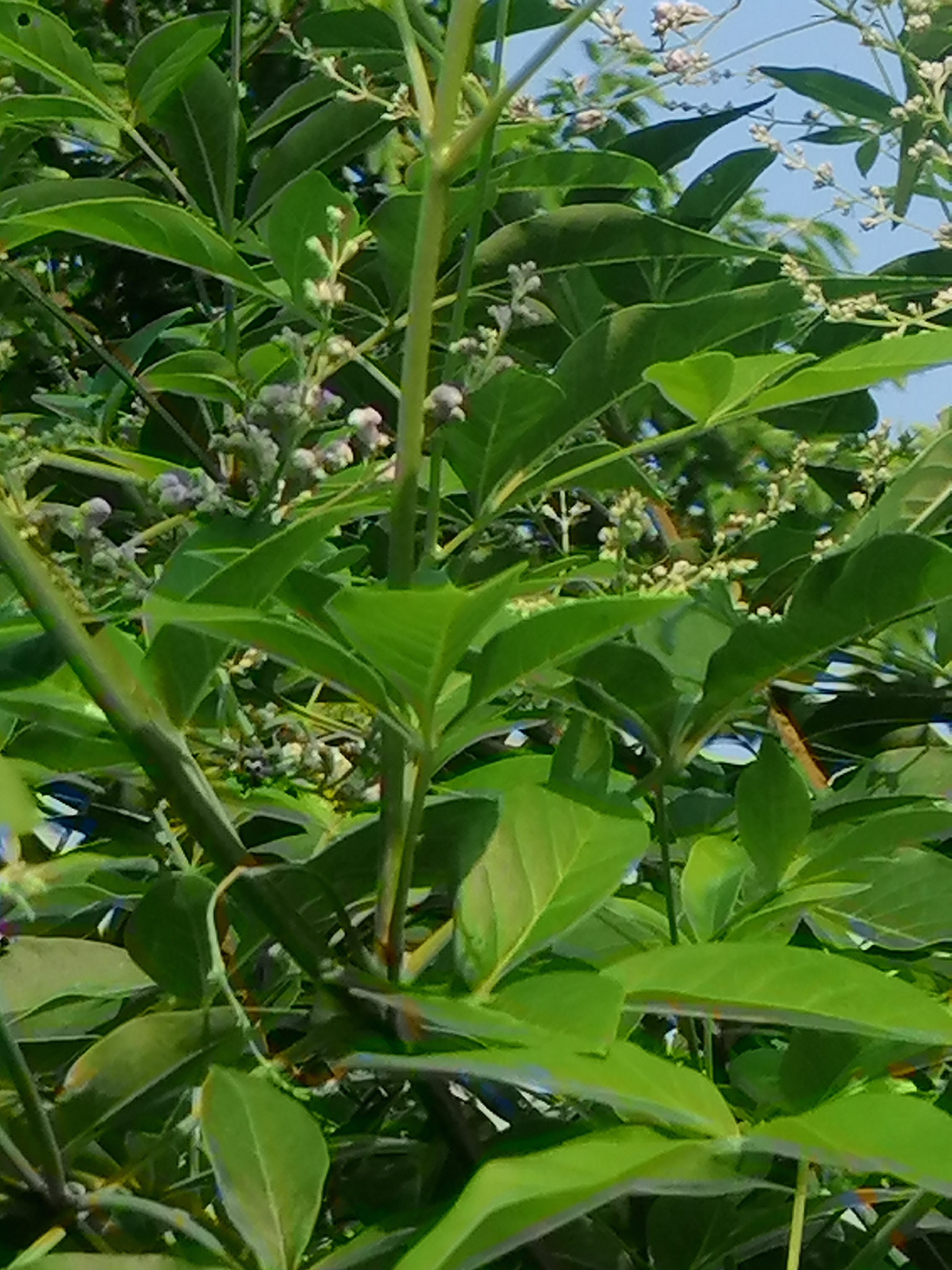 常年开花的蜜源植物图片