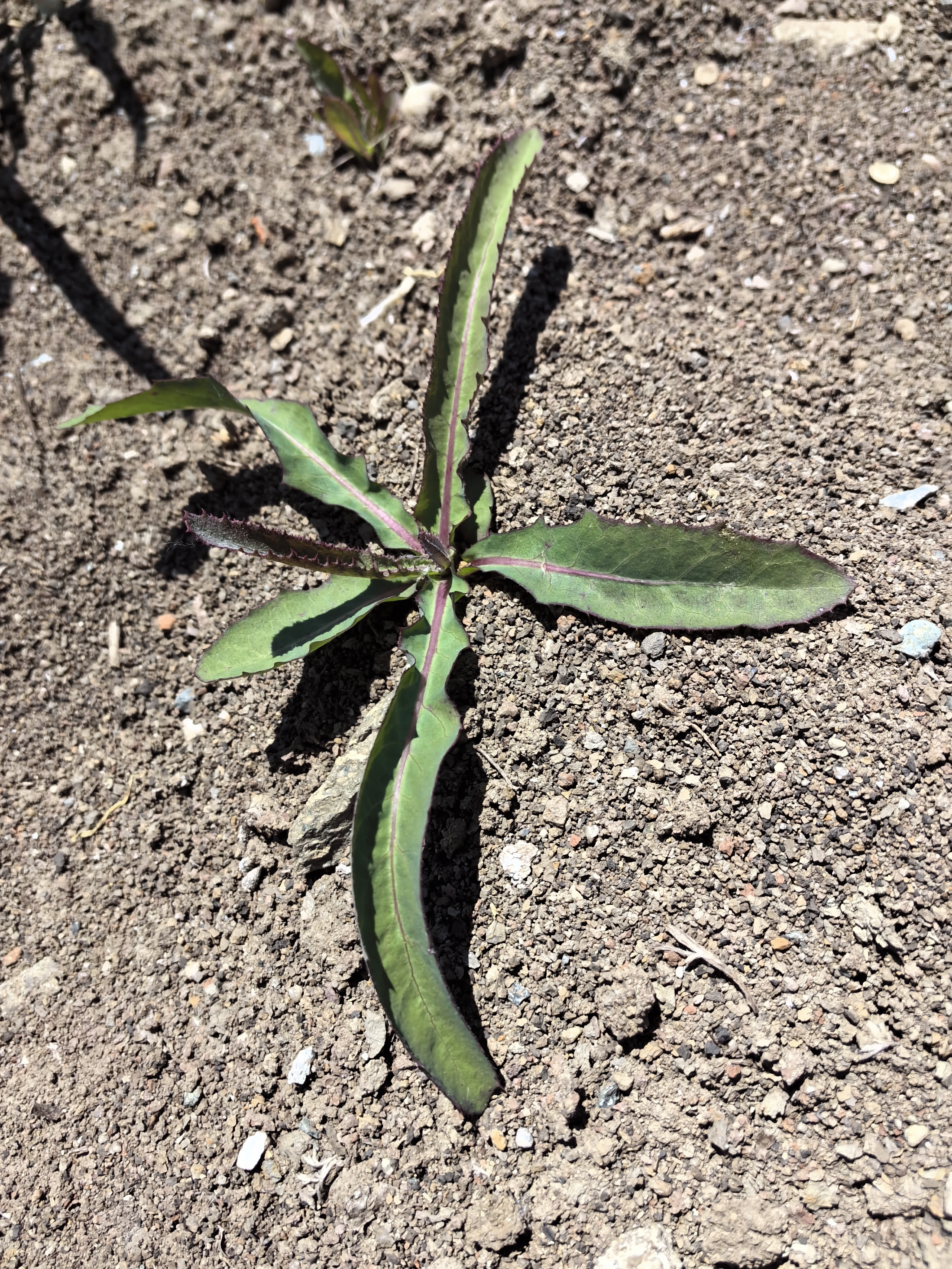 现在婆婆丁有些老了口感不好再来寻找另一种野菜