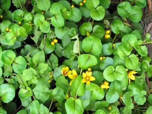 有一种植物是结石的克星,人称"排石草",农村老人都熟悉