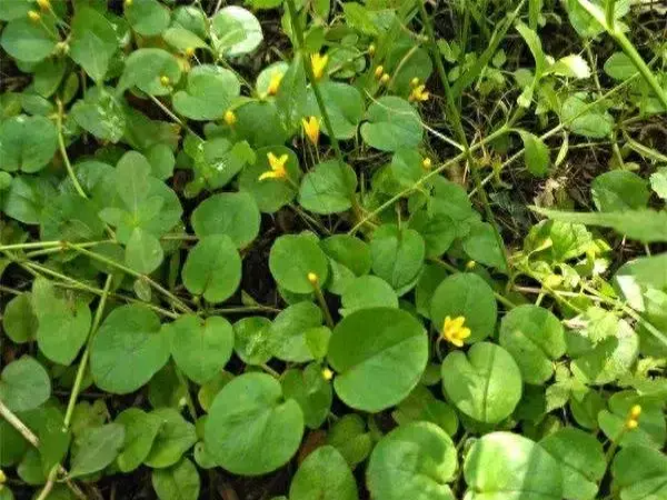 有一种植物是结石的克星,人称"排石草",农村老人都熟悉