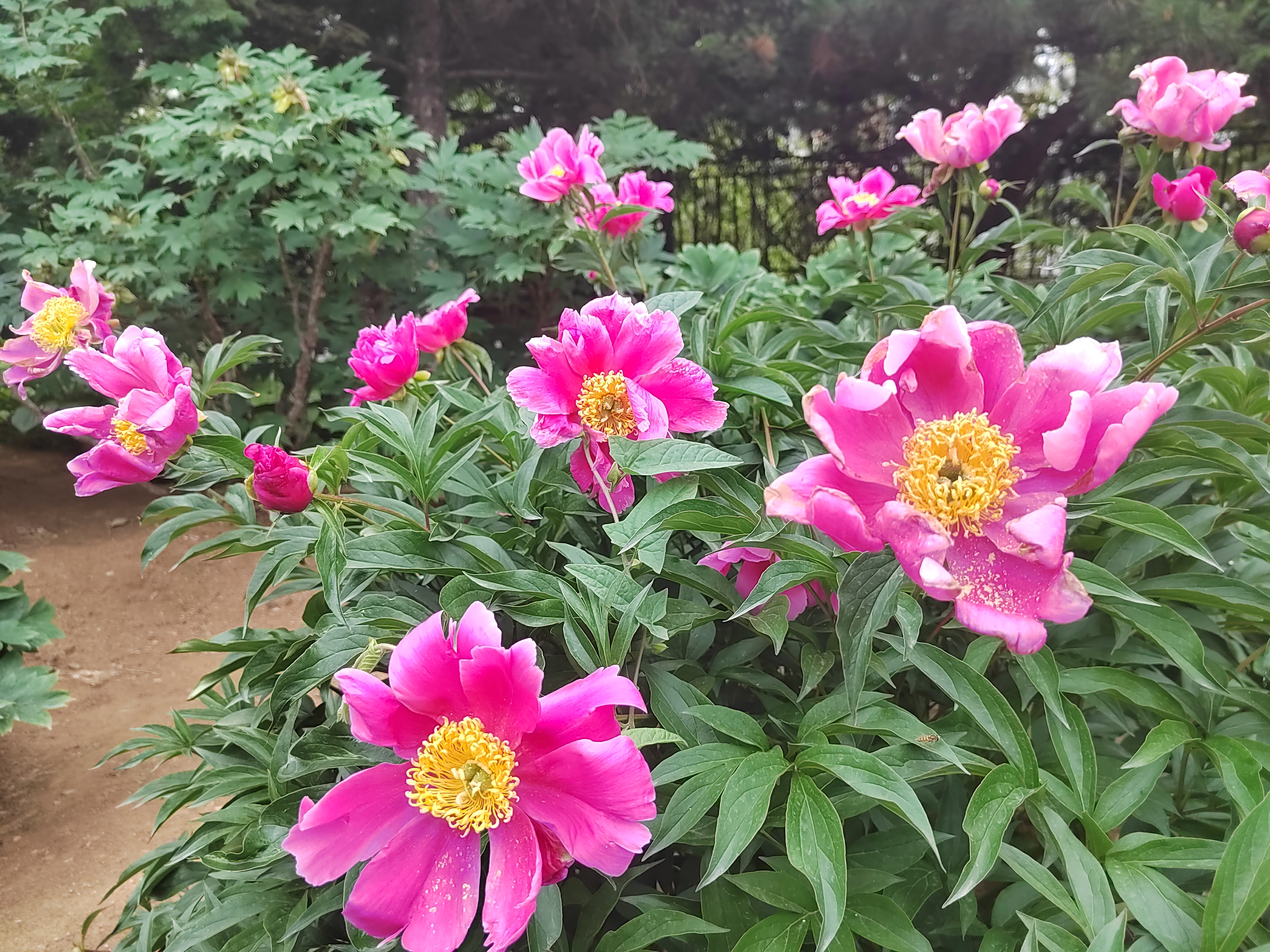 雨后芍药花儿0524
