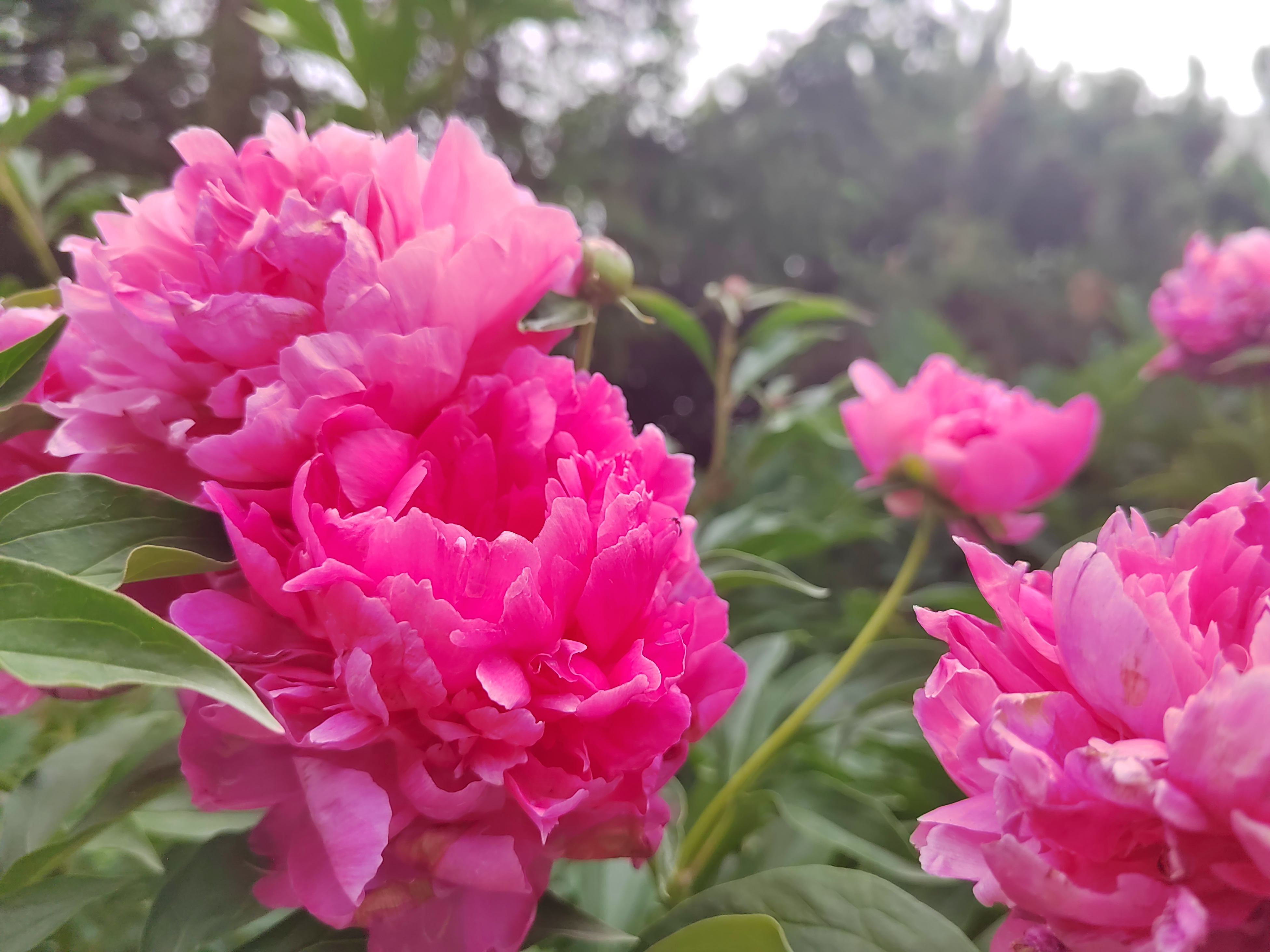 雨后芍药花儿0524