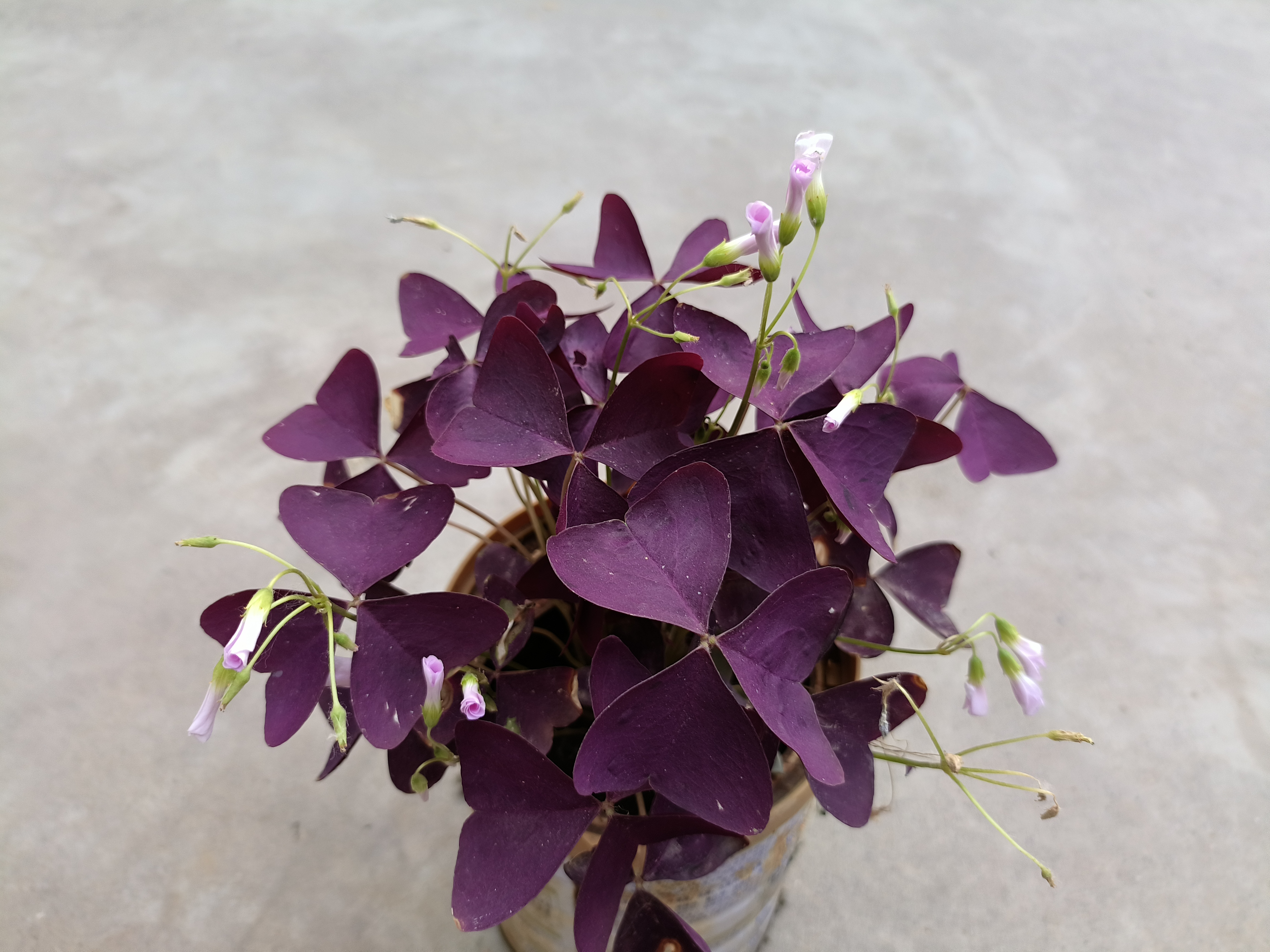 这样的小花真有趣,太阳出来它就绽放,太阳下山它就关闭,小花开得漂亮