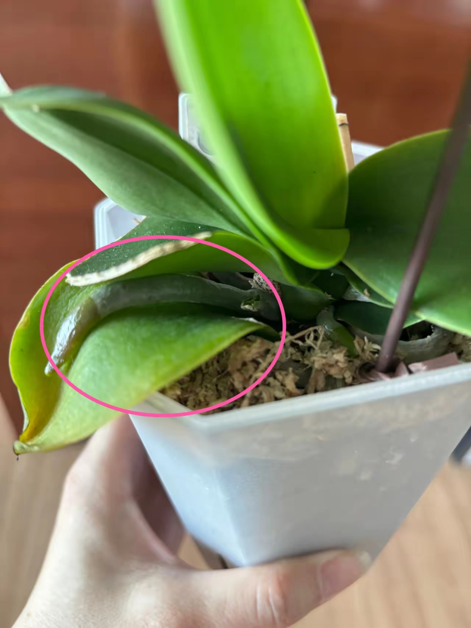 开完花的蝴蝶兰,突然长出来一根这样的东西. 请问这是花剑呢?还是根?