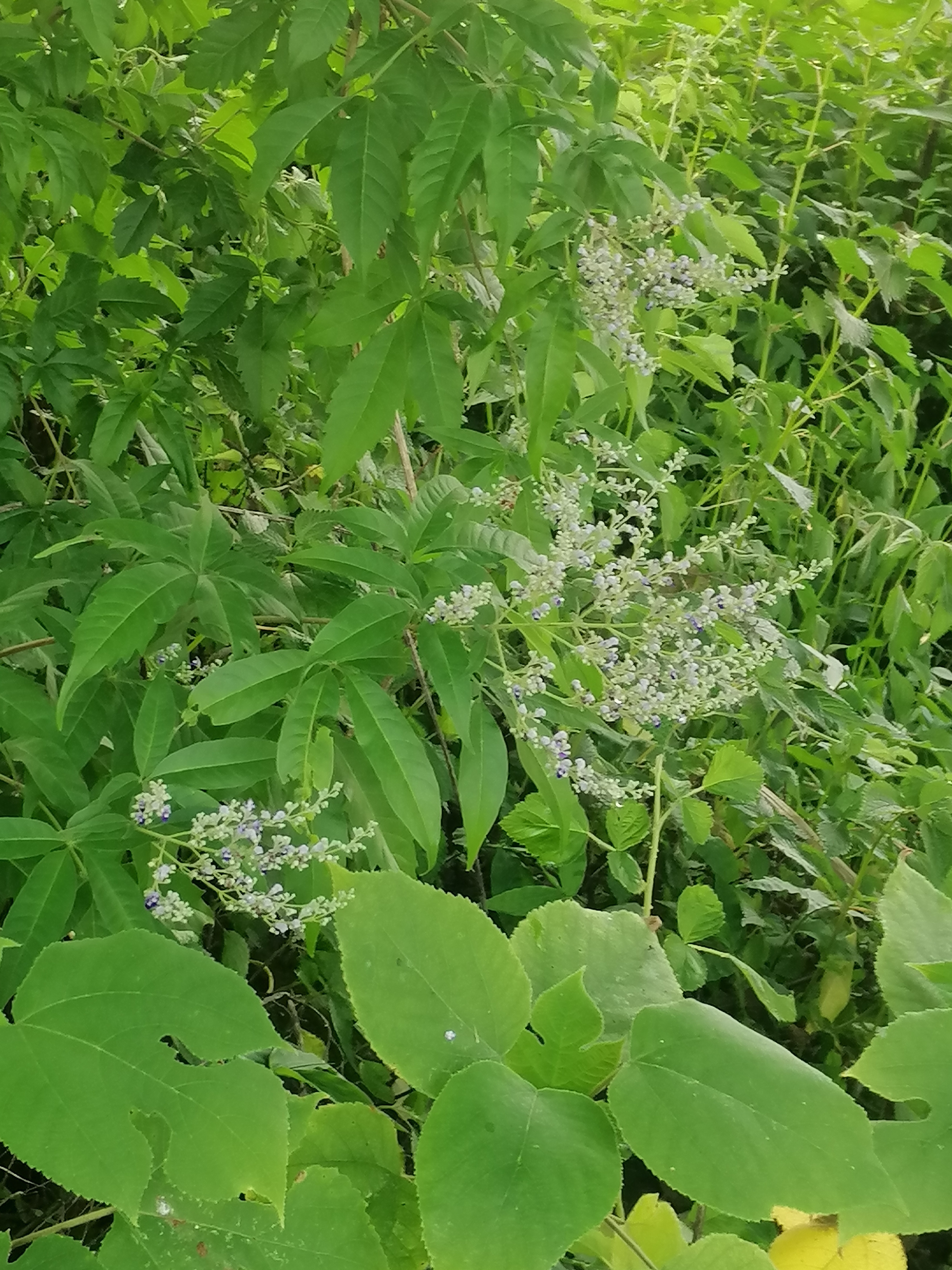 常年开花的蜜源植物图片