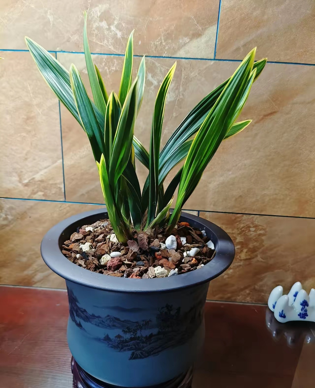 兰花红神荷,叶子宽大,株型与我想象中相差甚远,既然买了就用心养,希望