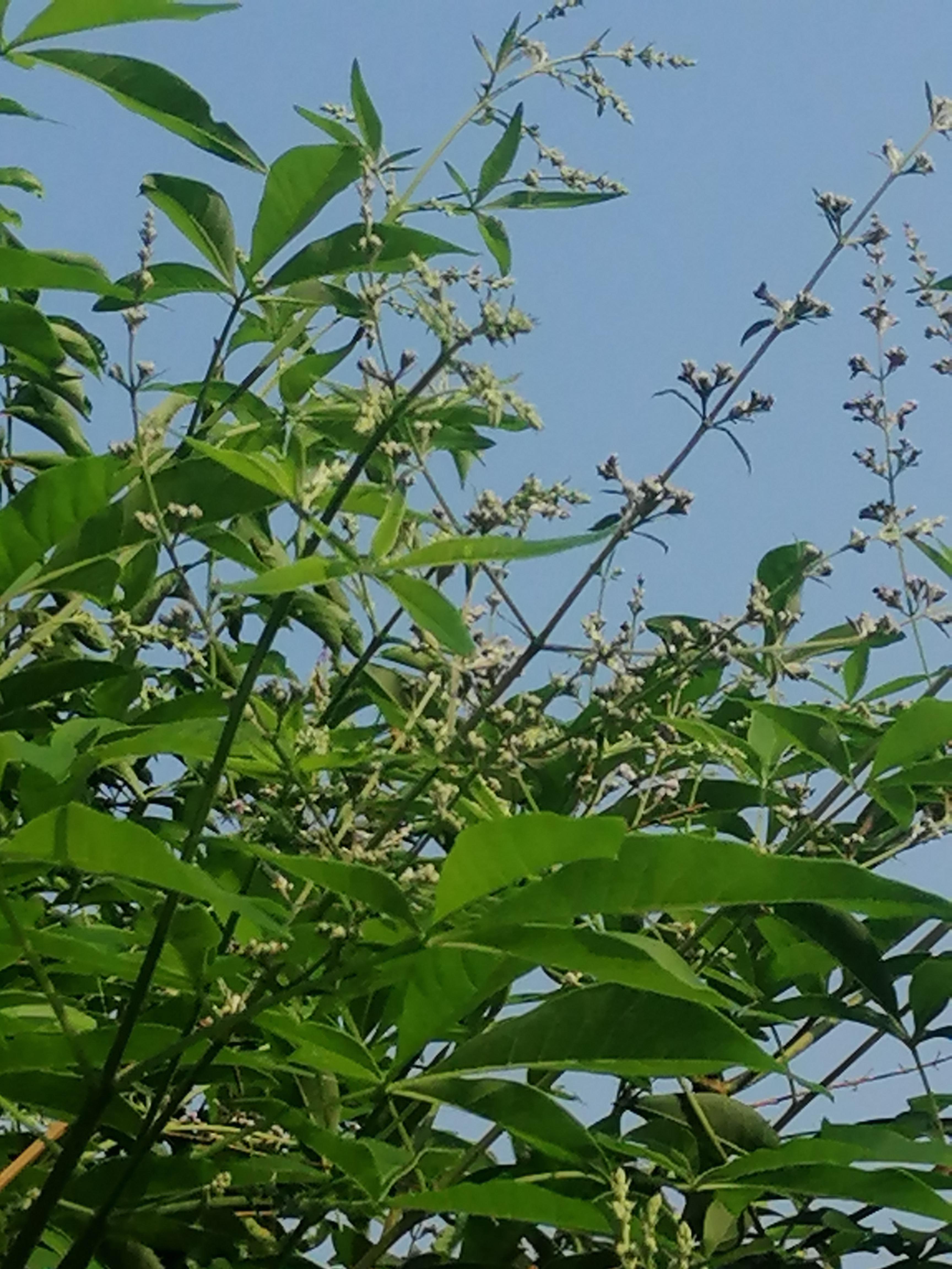 常年开花的蜜源植物图片