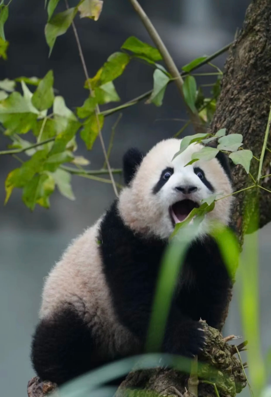 惊讶的熊猫表情图片