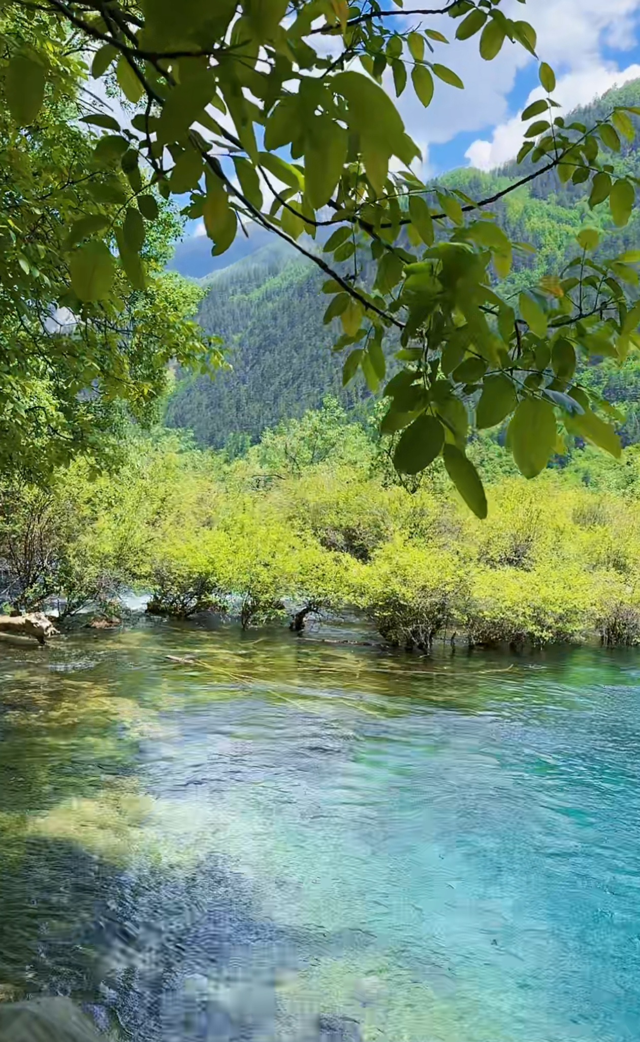 没有什么景物让我值得留恋但是九寨沟的风景却让我留恋不舍水是美的