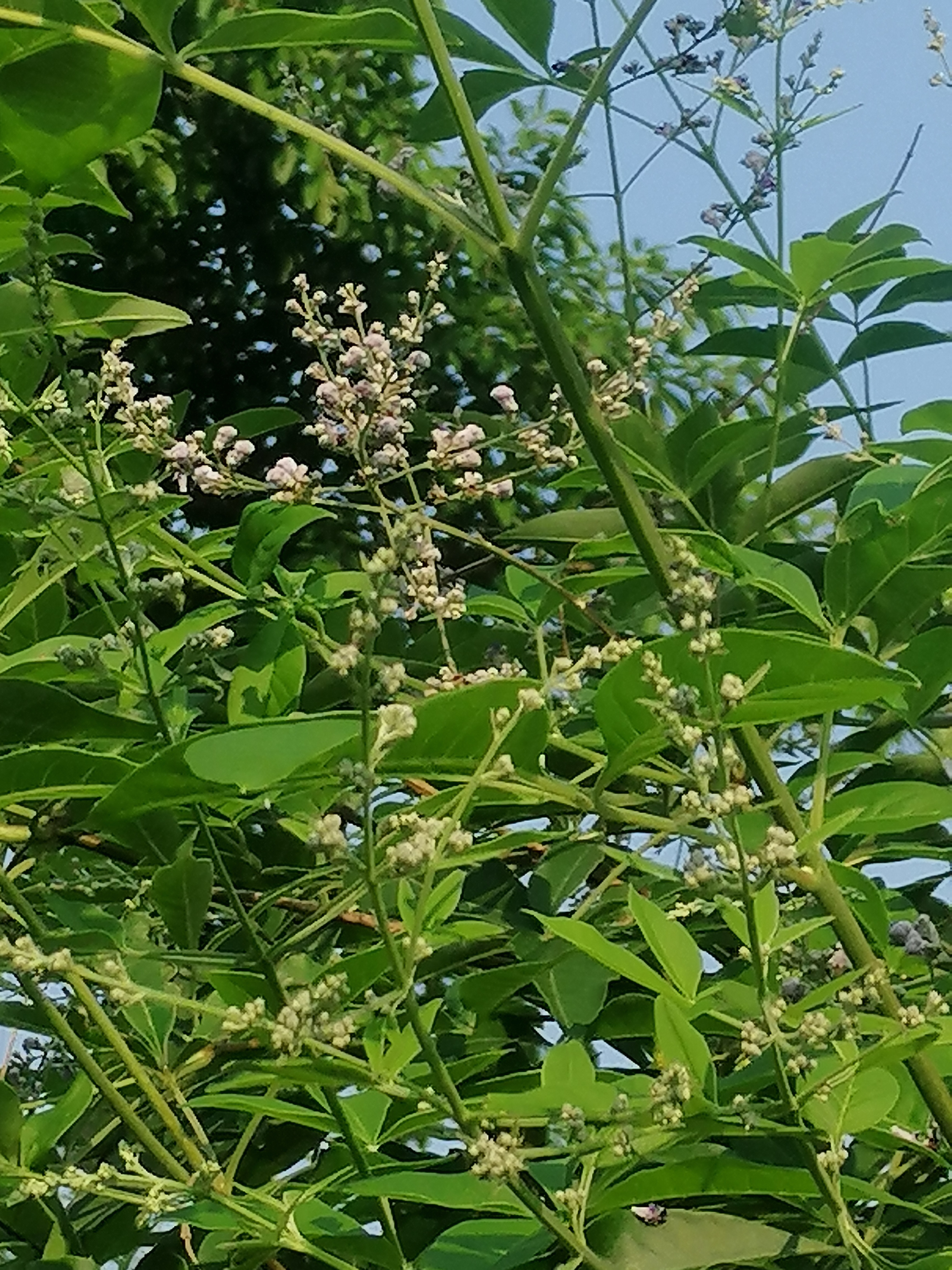 常年开花的蜜源植物图片