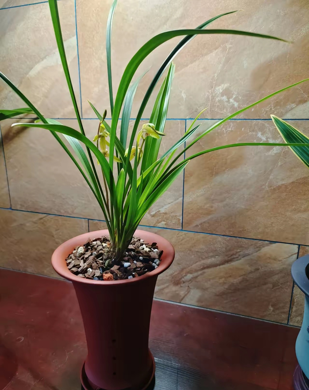 兰花红神荷,叶子宽大,株型与我想象中相差甚远,既然买了就用心养,希望