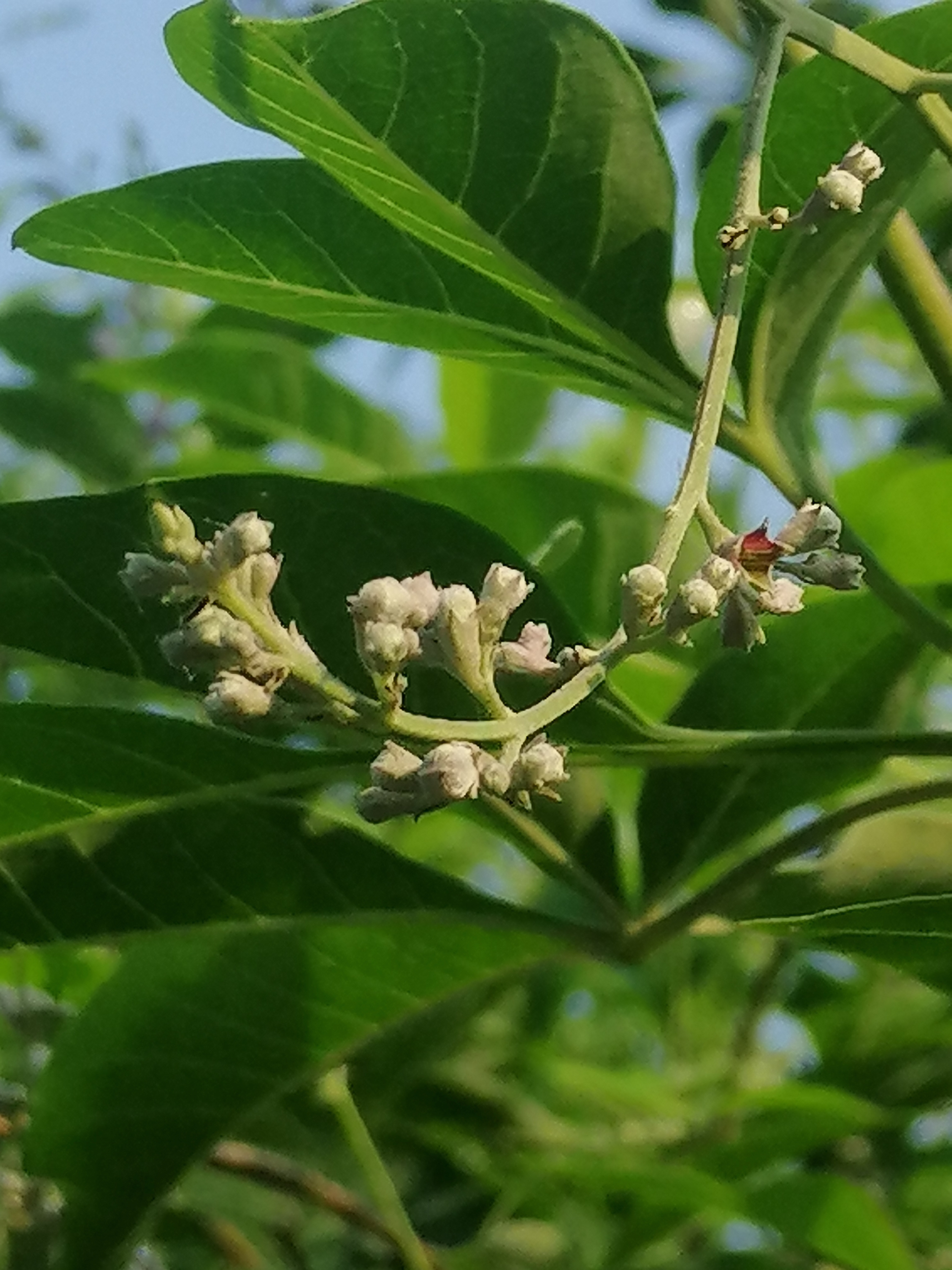 常年开花的蜜源植物图片