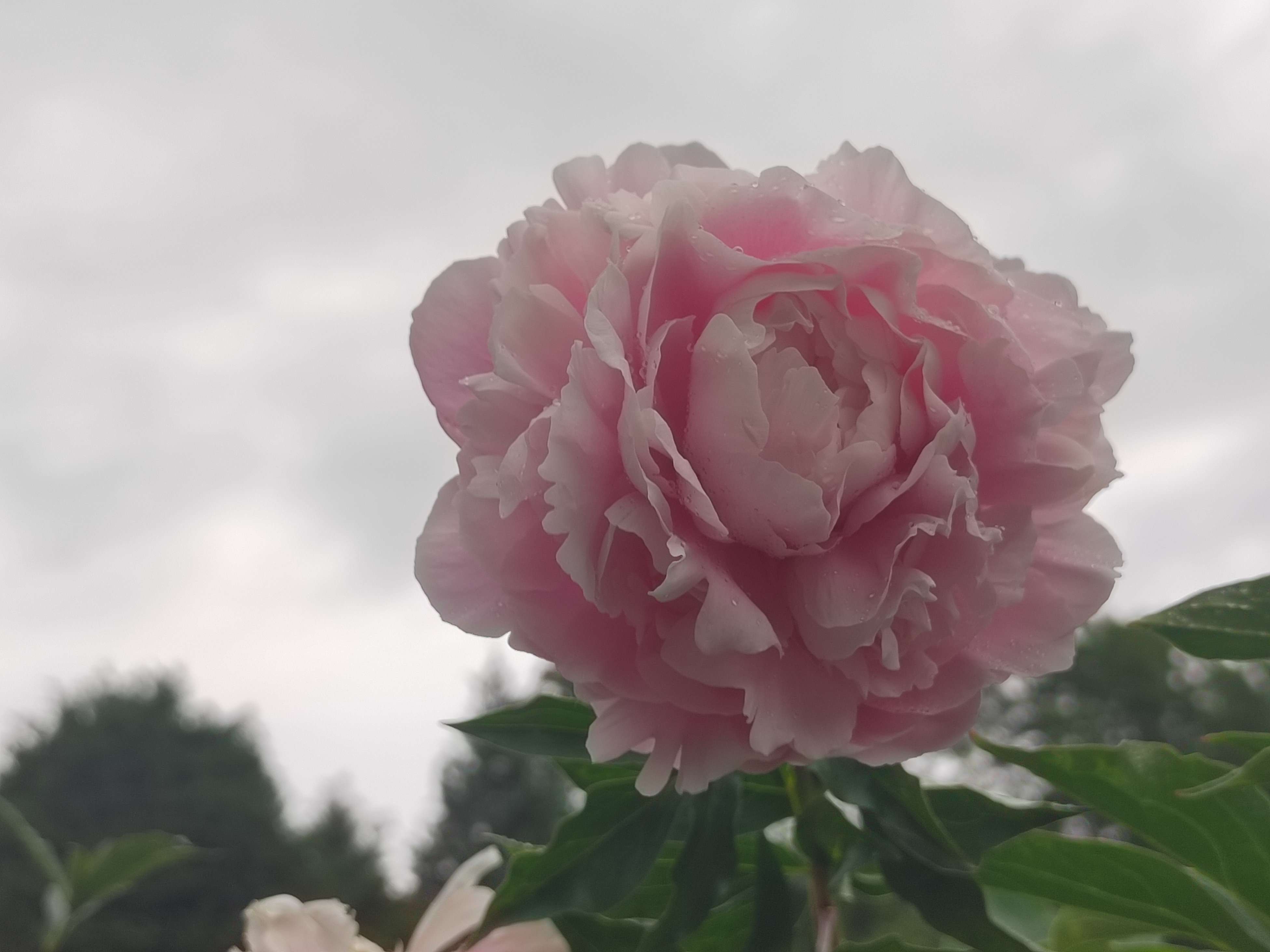 雨后芍药花儿0524