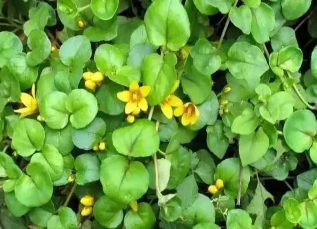 有一种植物是结石的克星,人称"排石草",农村老人都熟悉