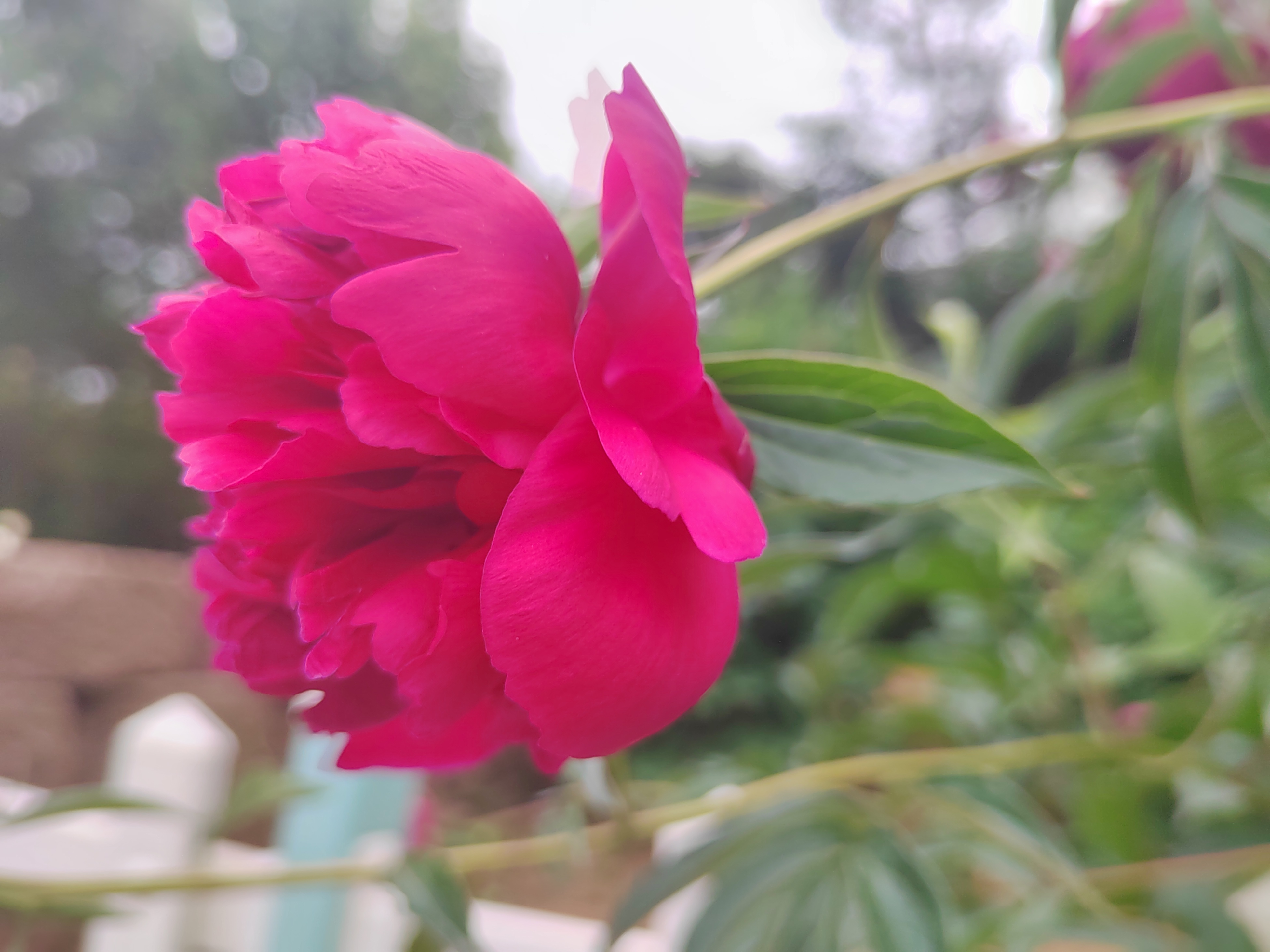 雨后芍药花儿0524