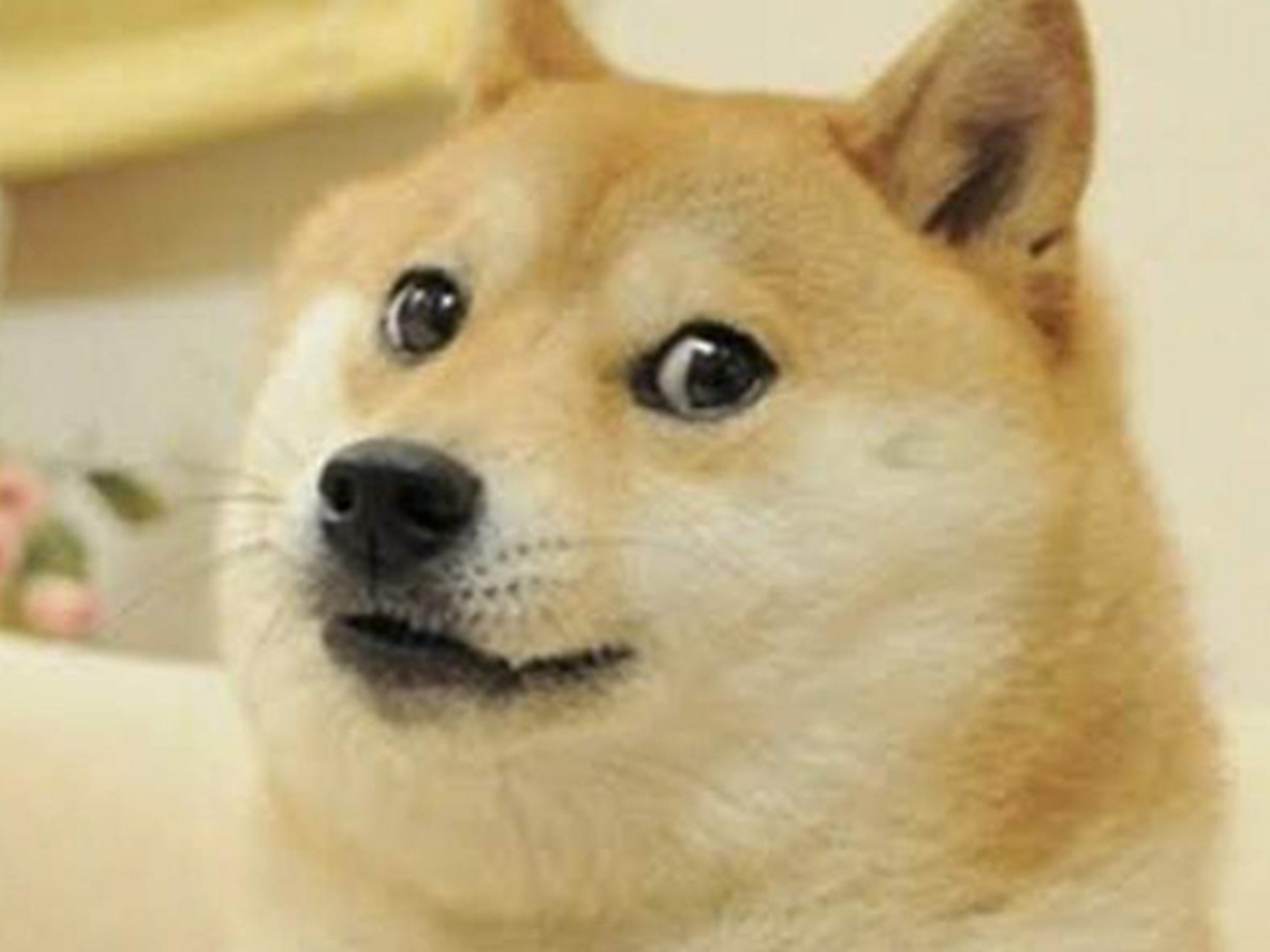 doge表情包原型柴犬去世  著名表情包"doge"的原型,18岁的柴犬卡波苏