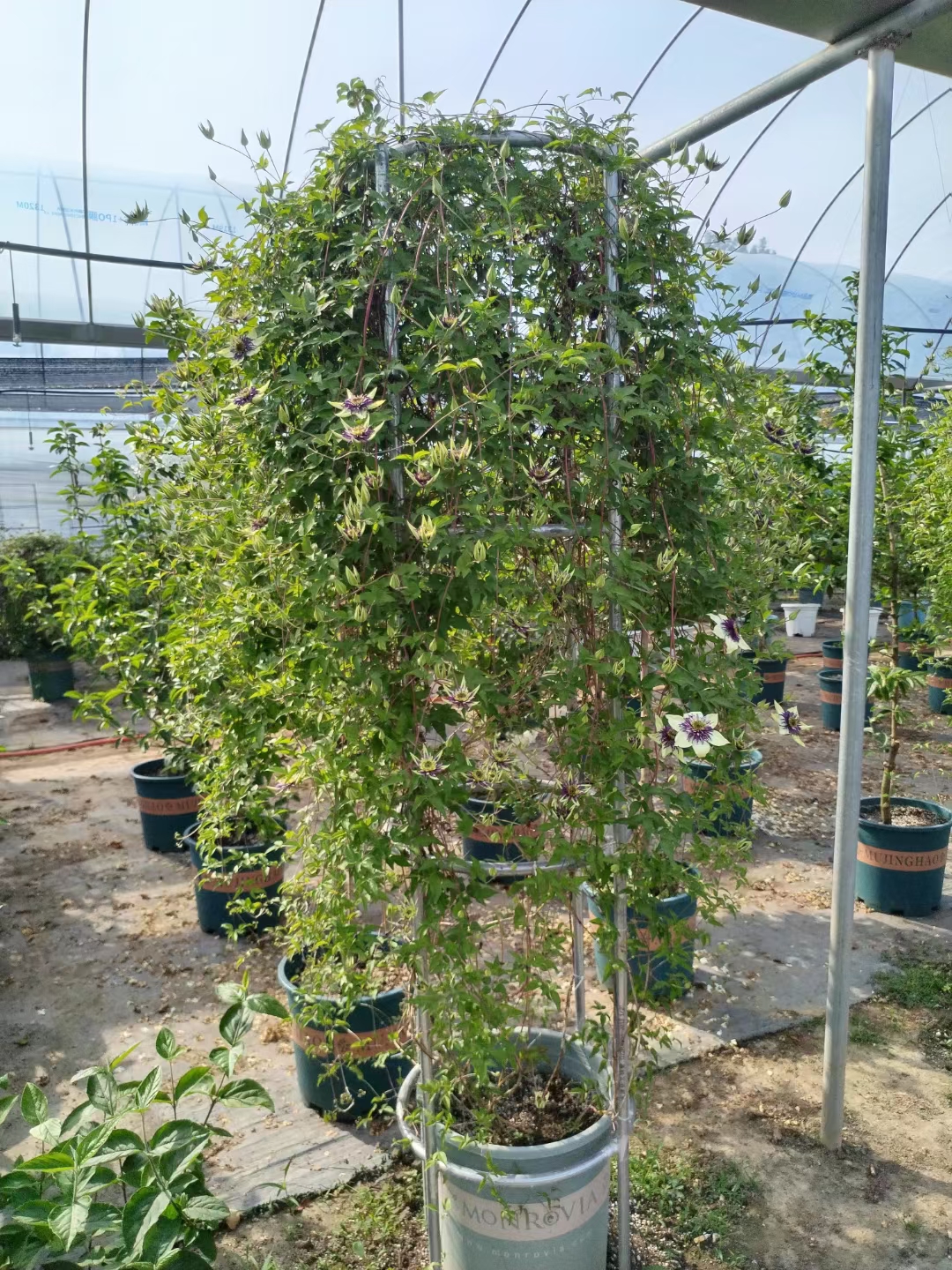 铁线莲的叶子是纸质的,形状为窄卵形或披针形,非常具有辨识度