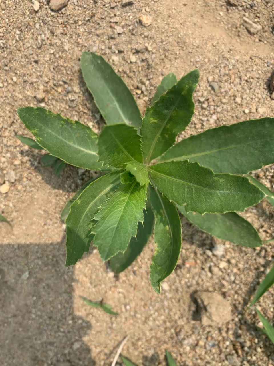 有一种种野菜,它的叶子边缘长着小刺.