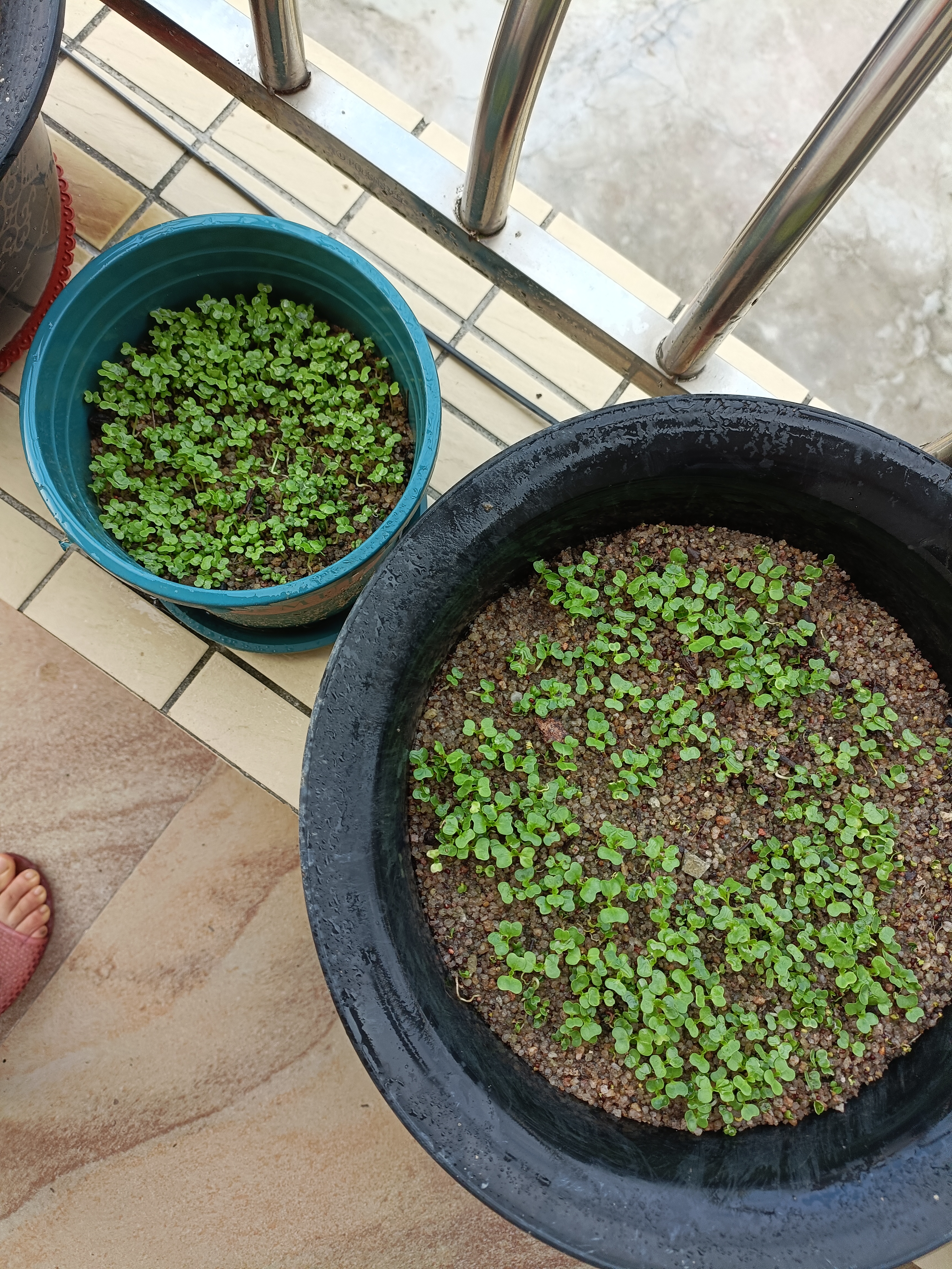 老板说这些蔬菜的种子在种植前也要先放在温水里面泡五到六个小时