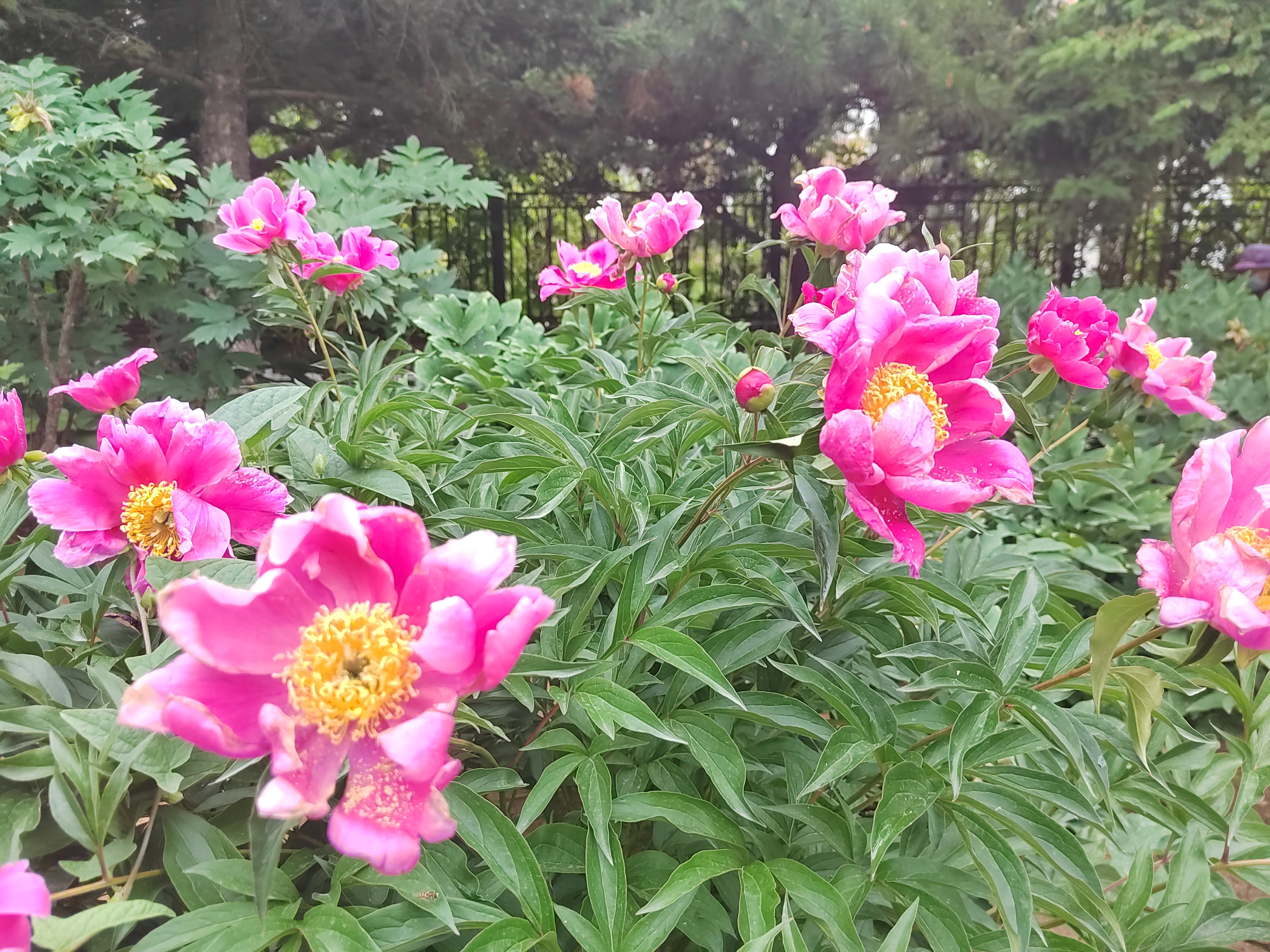 雨后芍药花儿0524