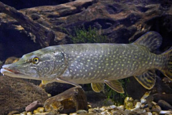 白斑狗鱼的产地,我国仅分布于额尔齐斯河干流及其支流