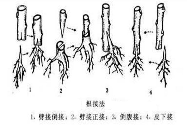 果树的断根和修剪下来的枝条,能不能嫁接在一起育苗?这个当然能