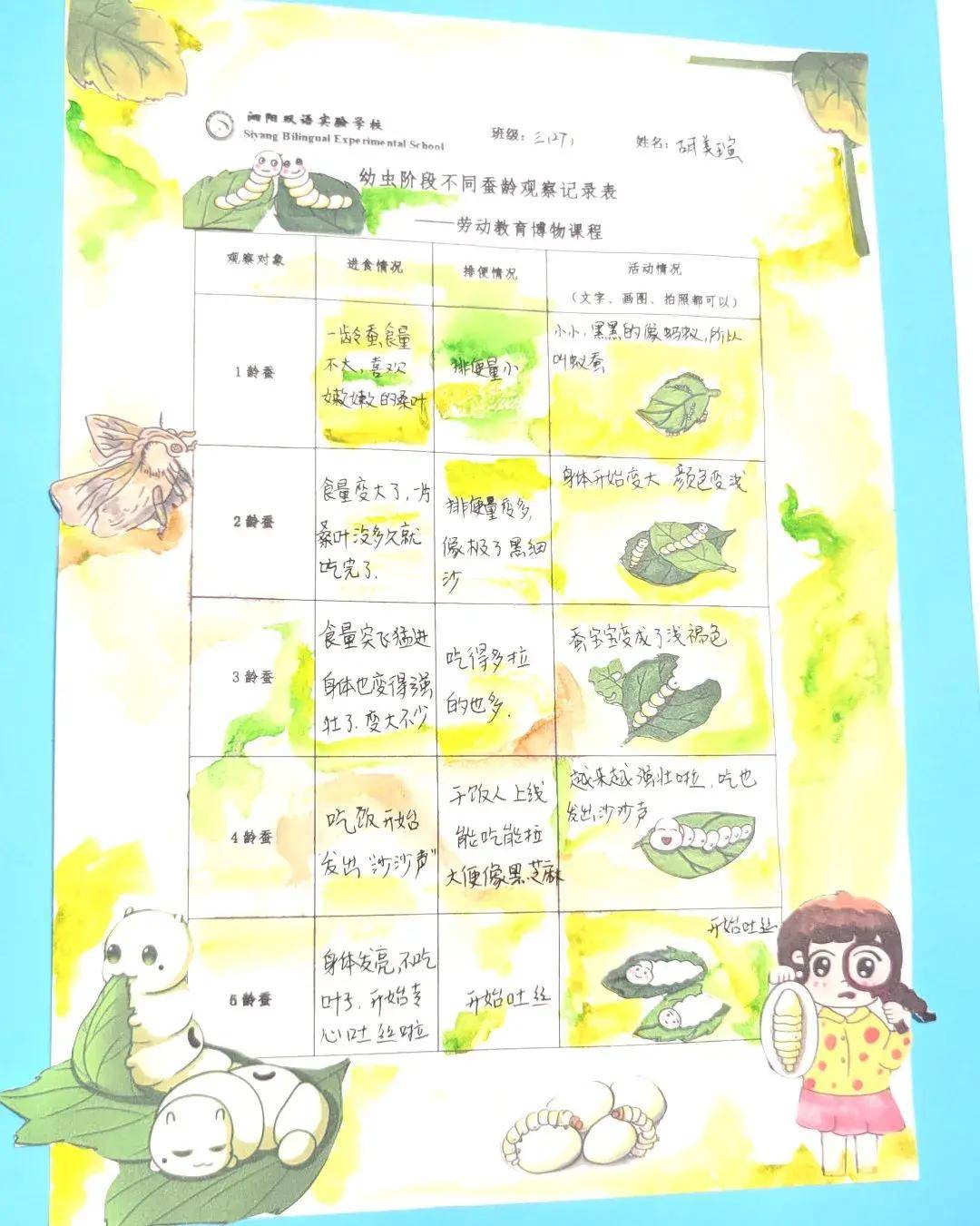 幼虫阶段不同蚕龄的观察蚕蛹观察记录表蚕的幼虫,蛹和蚕蛾对比表蚕的