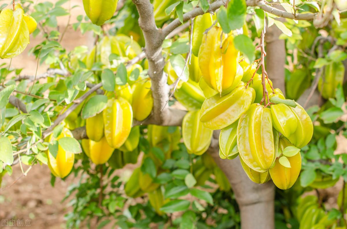 杨桃无公害果品生产技术,你了解多少,看完这些,你就全都知道了