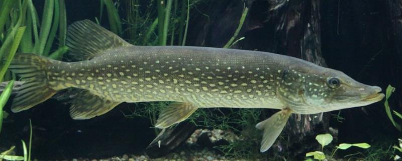 白斑狗鱼的产地,我国仅分布于额尔齐斯河干流及其支流