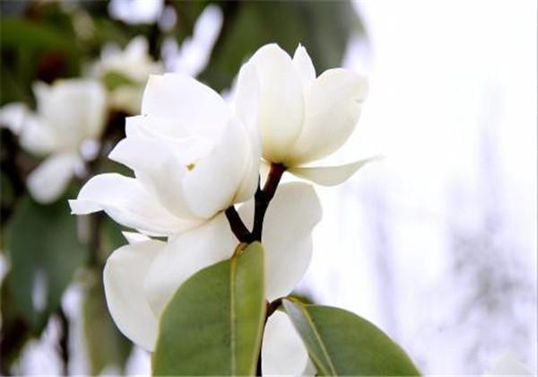 阔瓣含笑是园林应用中的优良观花常绿乔木,好看又好闻,来瞧瞧