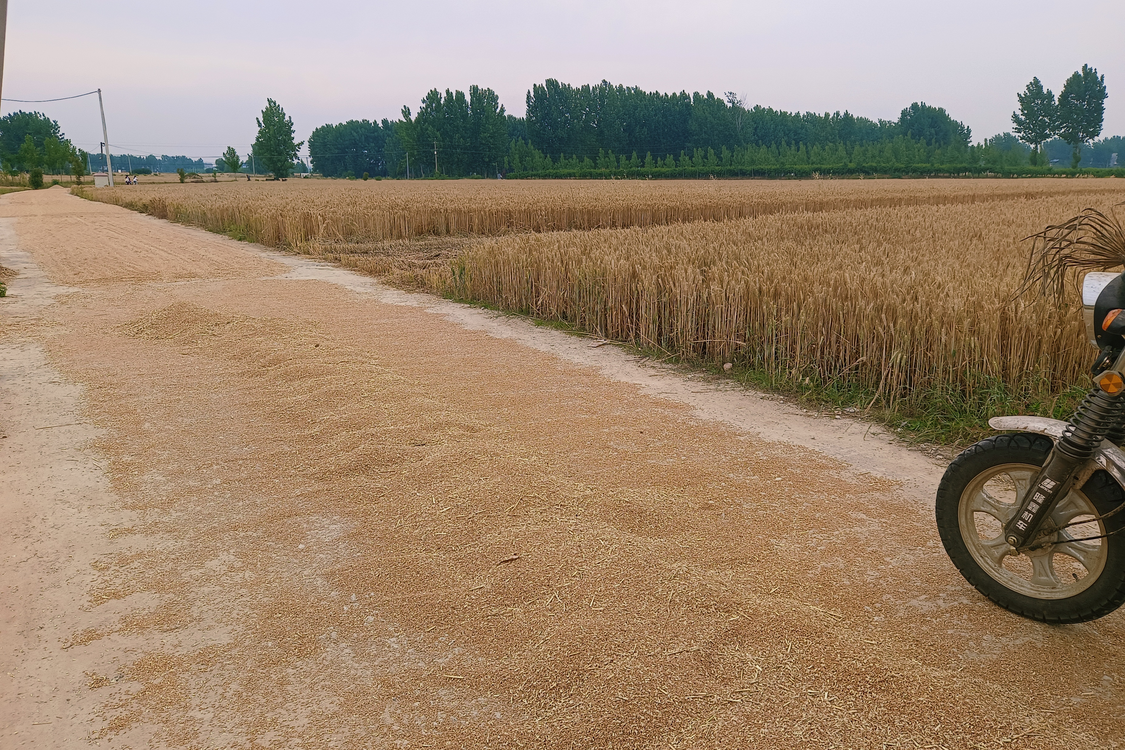 实际上,河南小麦平均亩产量约800至1000斤,受天气影响产量波动.