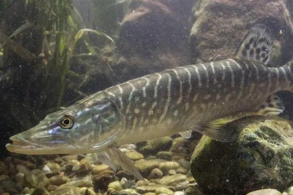 白斑狗鱼的产地,我国仅分布于额尔齐斯河干流及其支流