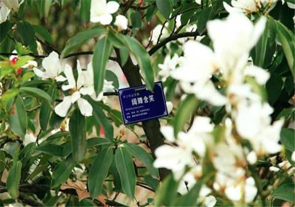 阔瓣含笑是园林应用中的优良观花常绿乔木,好看又好闻,来瞧瞧