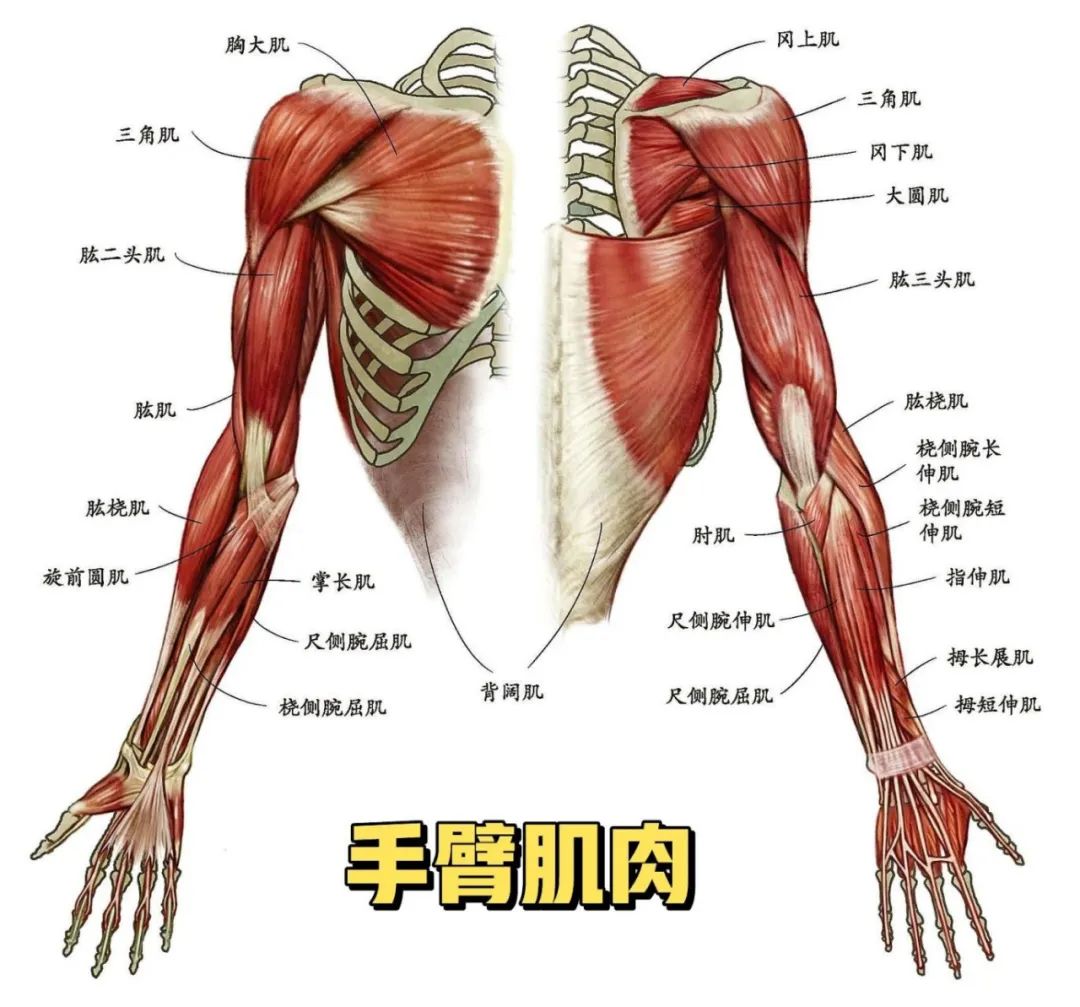 手臂训练指南