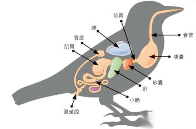 猫咪内脏解剖图图片