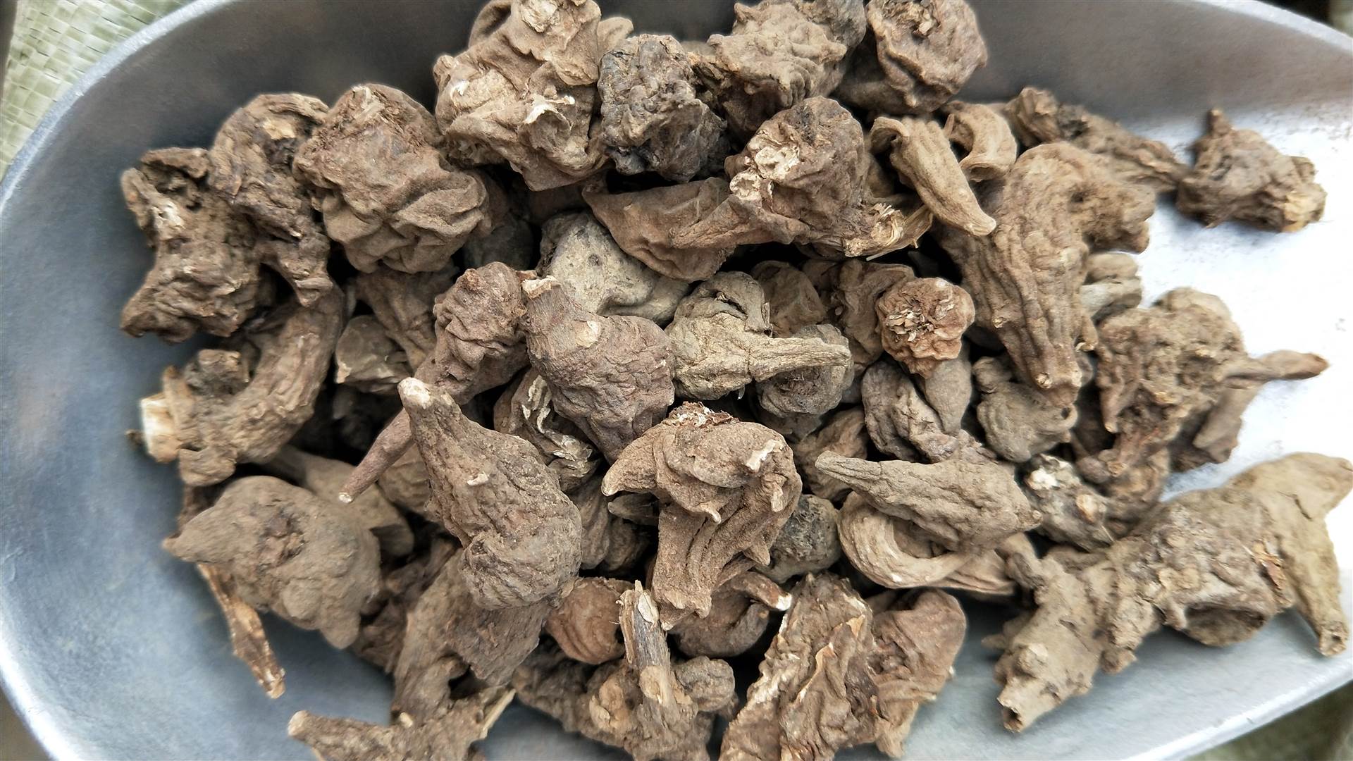 每日认识一味药之川乌头