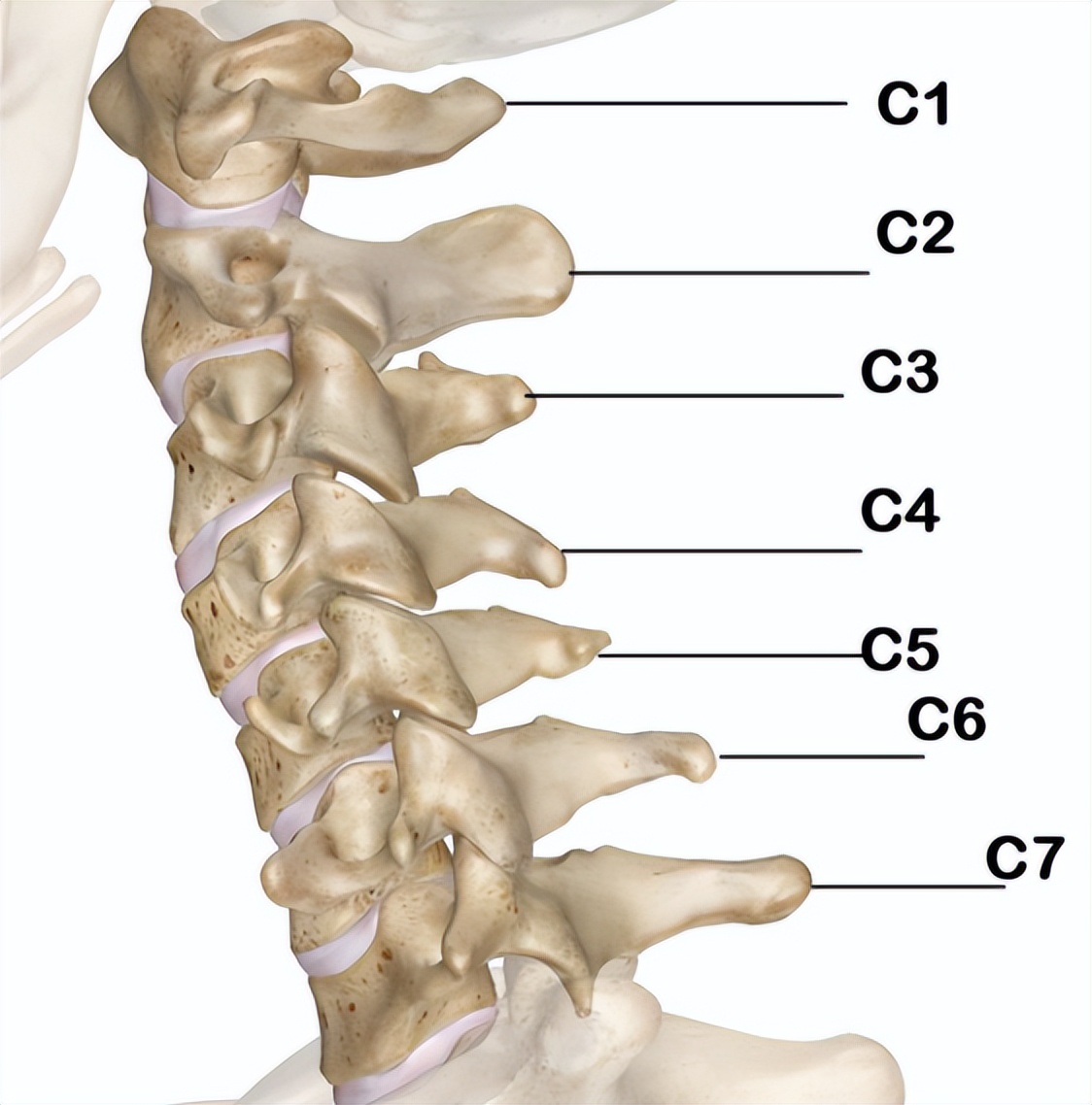 颈椎是人体脊柱的重要组成部分