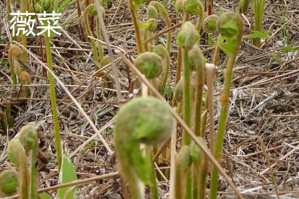 蕨菜和薇菜有什么区别?蕨菜通常偏紫色或呈褐色