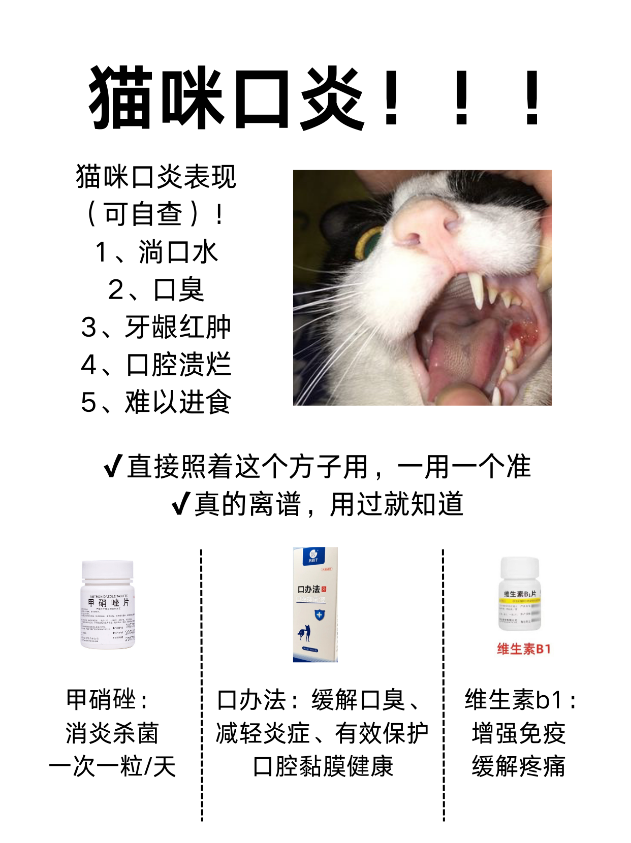 猫咪口炎怎么办