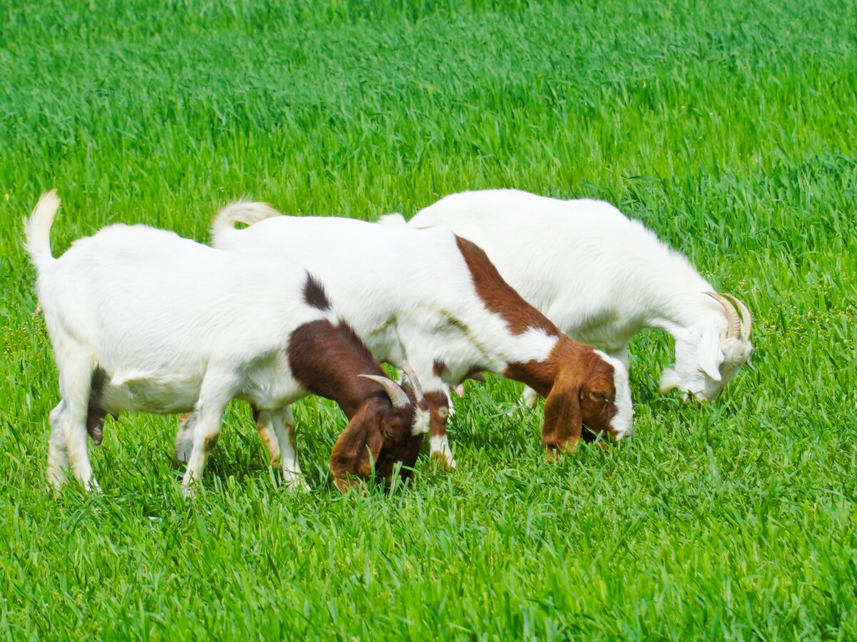 苜蓿怎么读拼音?带你了解苜蓿的读音与含义