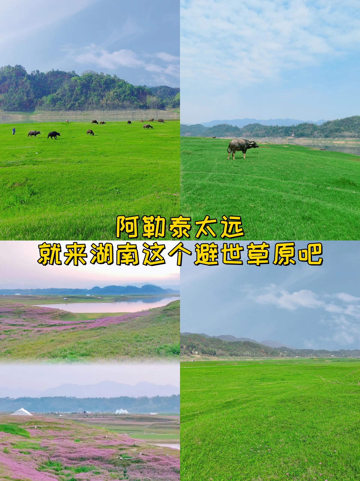 阿勒泰太远就来湖南这个避世草原吧