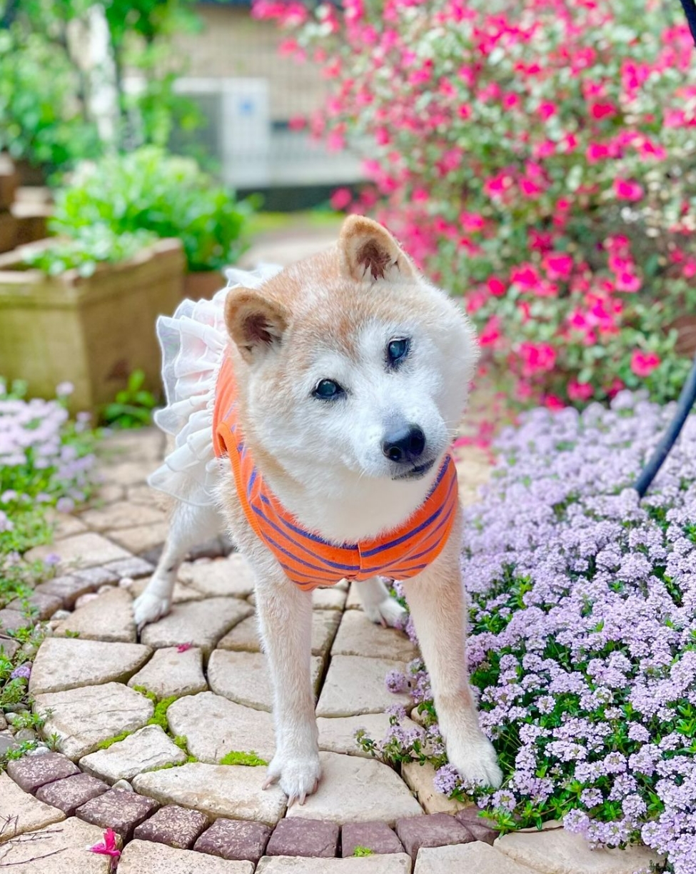 神烦狗doge原型去世##doge表情包原型柴犬去世# ,5月24日,网络名梗