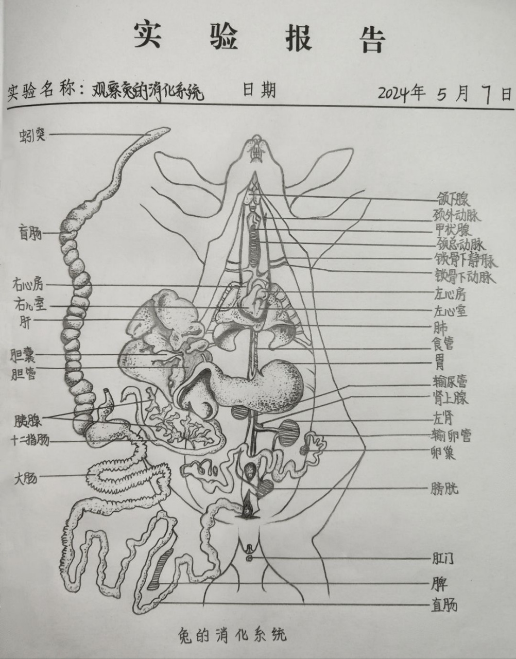 家兔解剖结构图图片