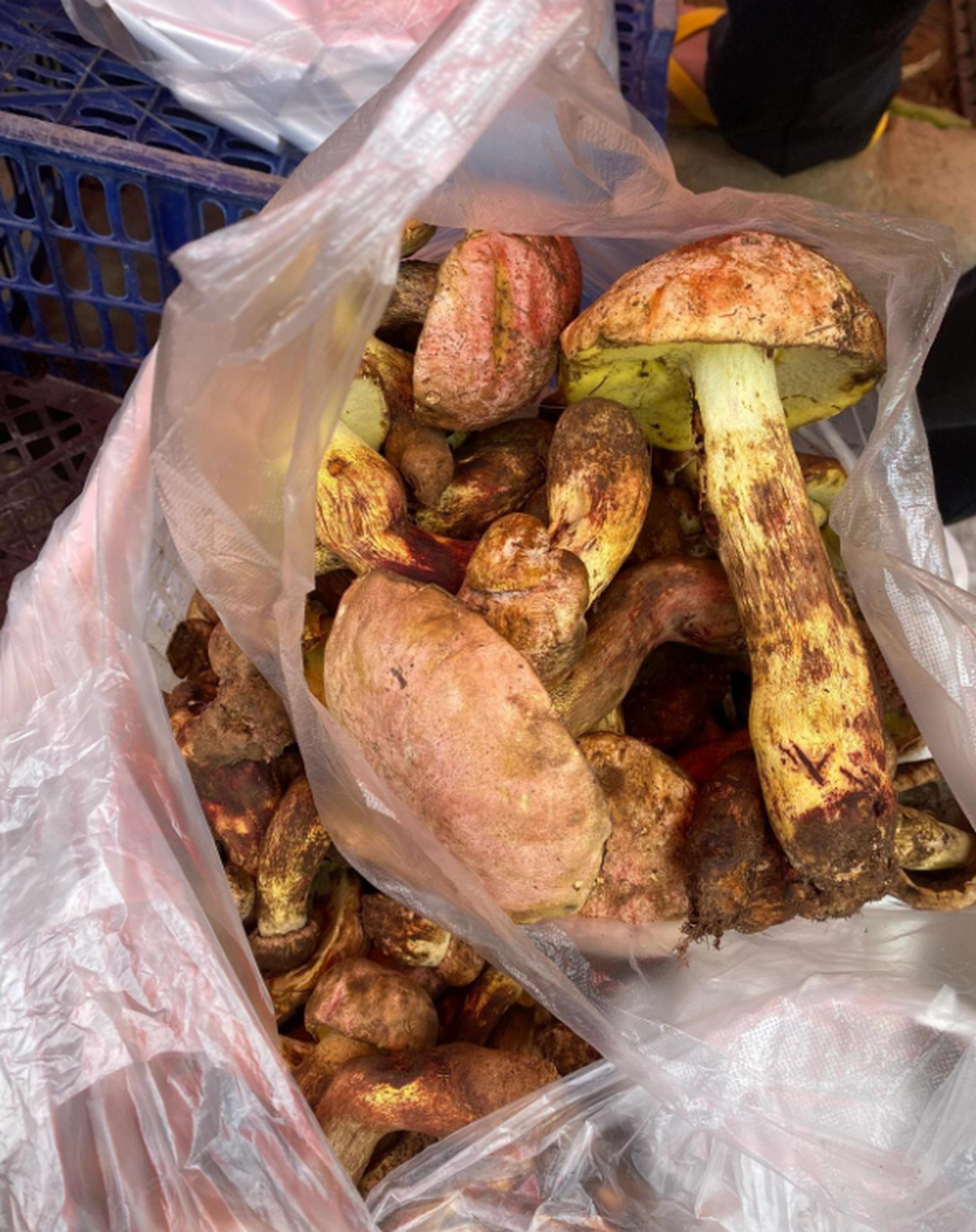 山里采的野菇,这能吃吗?