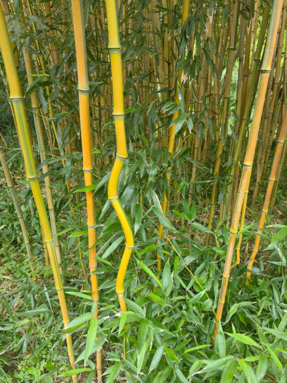 在这么一片茂密的竹林里,这颗竹子显得格外的引人注目.