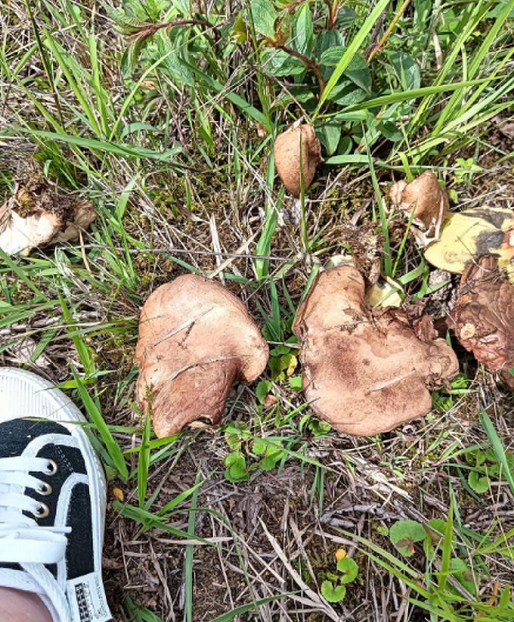 雨后上山发现好多这种蘑菇,这能吃吗?这是啥品种啊?有认识的吗