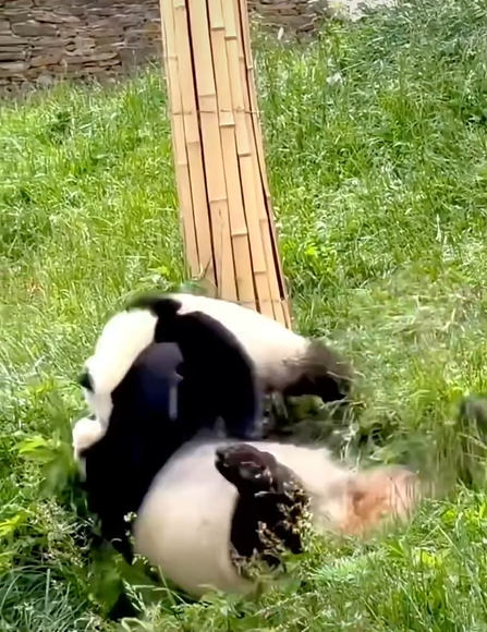 用力一挺，小叔子用大虫子给我治疗蜜小说